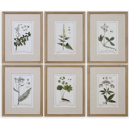 Green Floral Botanical Study (Set of 6)