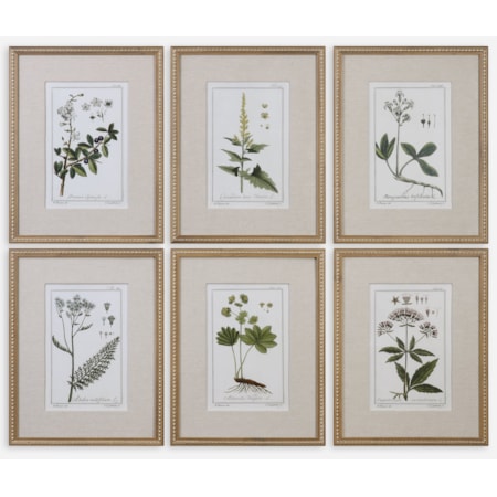 Green Floral Botanical Study (Set of 6)