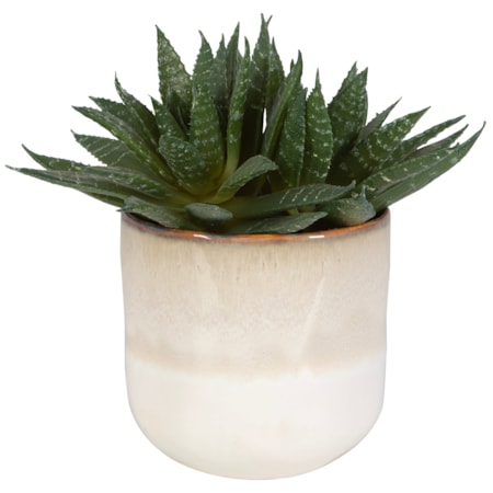 Doha Succulent Accent