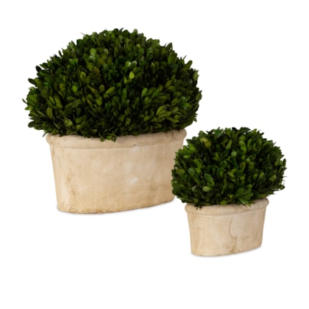 Preserved Boxwood Oval Domes Set of 2