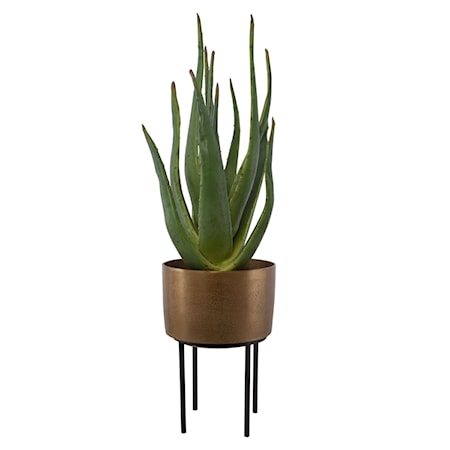 Arabia Aloe Planter