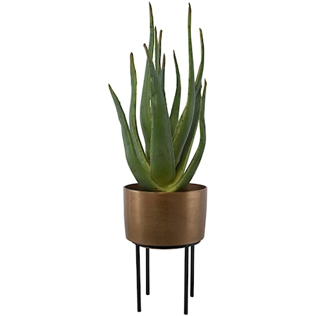 Arabia Aloe Planter