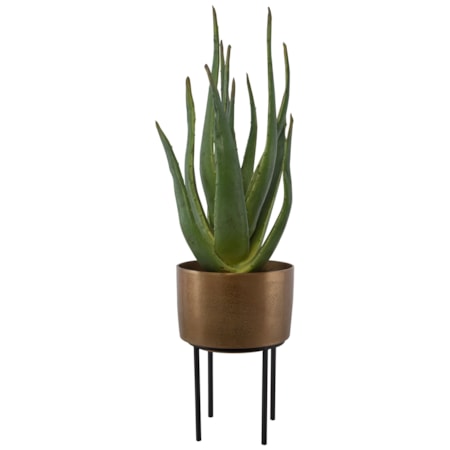 Arabia Aloe Planter