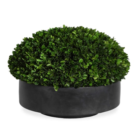 Verdana Boxwood Centerpiece In Bowl