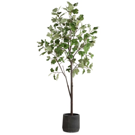 Eden Potted Fig Tree