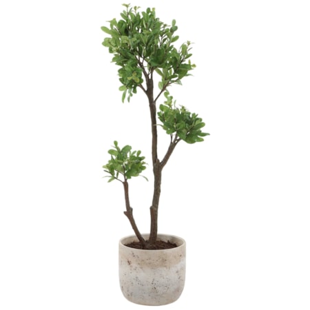 Arbor Strawberry Tree