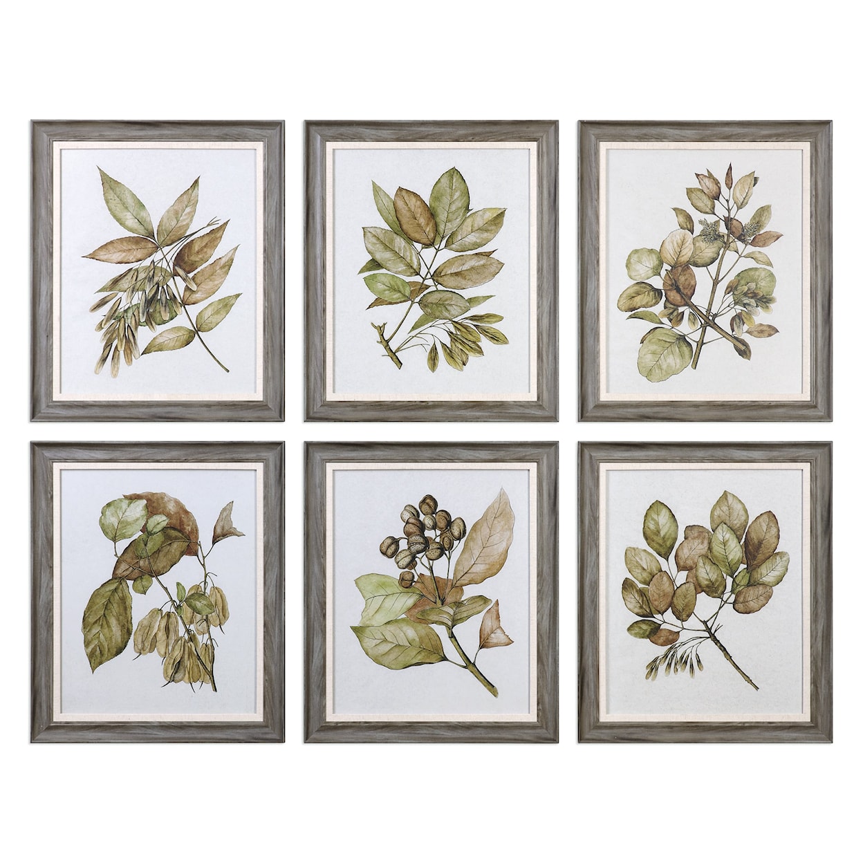 Uttermost Framed Prints Seedlings Framed Prints (Set of 6)