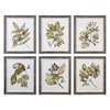 Uttermost Framed Prints Seedlings Framed Prints (Set of 6)