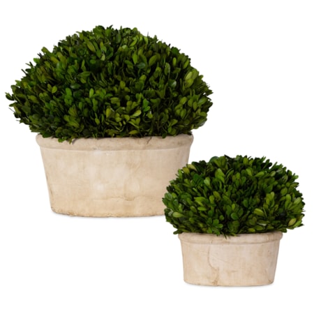 Preserved Boxwood Oval Domes Set of 2