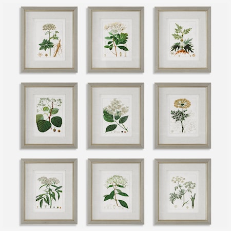 Antique Botanicals Framed Prints, Set of 9