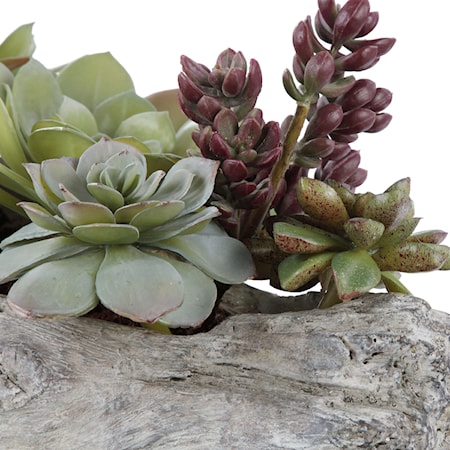 Charita Lush Succulents