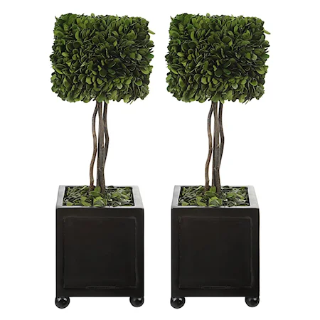 Preserved Boxwood Square Topiaries, S/2
