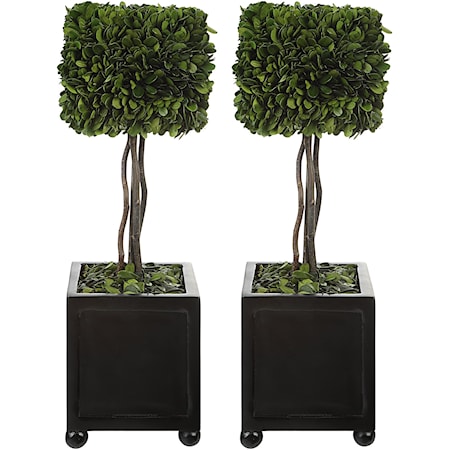 Preserved Boxwood Square Topiaries, S/2