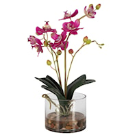 Glory Fuchsia Orchid