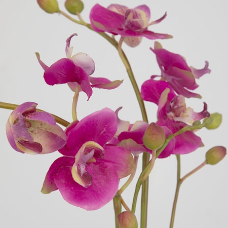 Glory Fuchsia Orchid