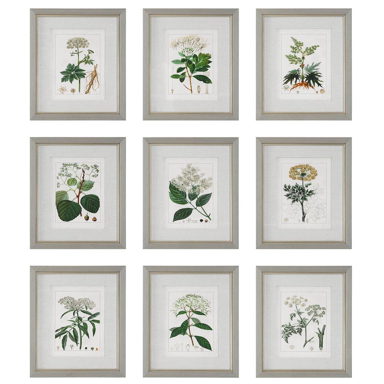 Uttermost Antique Antique Botanicals Framed Prints, Set of 9