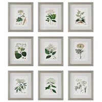 Contemporary Antique Botanicals Framed Prints, Set of 9