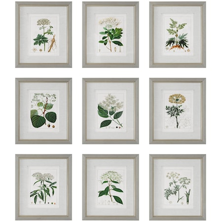 Antique Botanicals Framed Prints, Set of 9