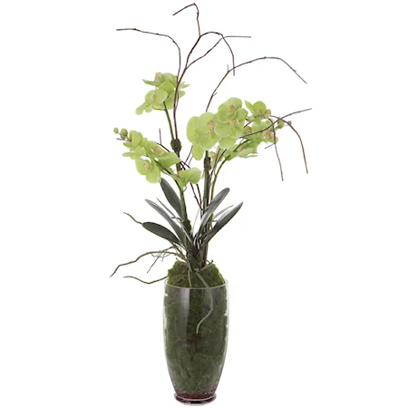 Tropical Accent Orchids with Clear Glass Vase