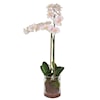 Uttermost Blush Orchid Blush Pink And White Orchid