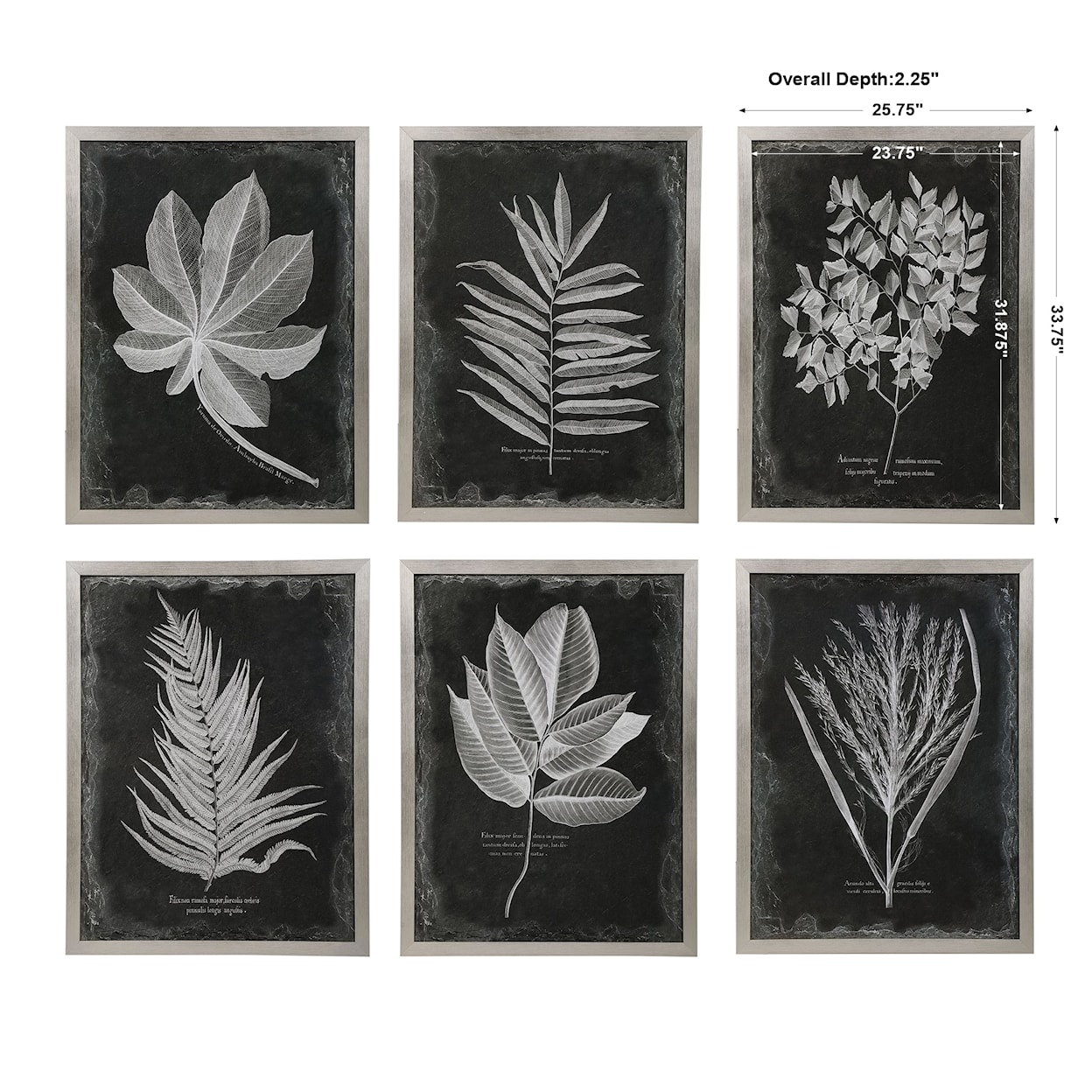 Uttermost Framed Prints Foliage Framed Prints, Set of 6