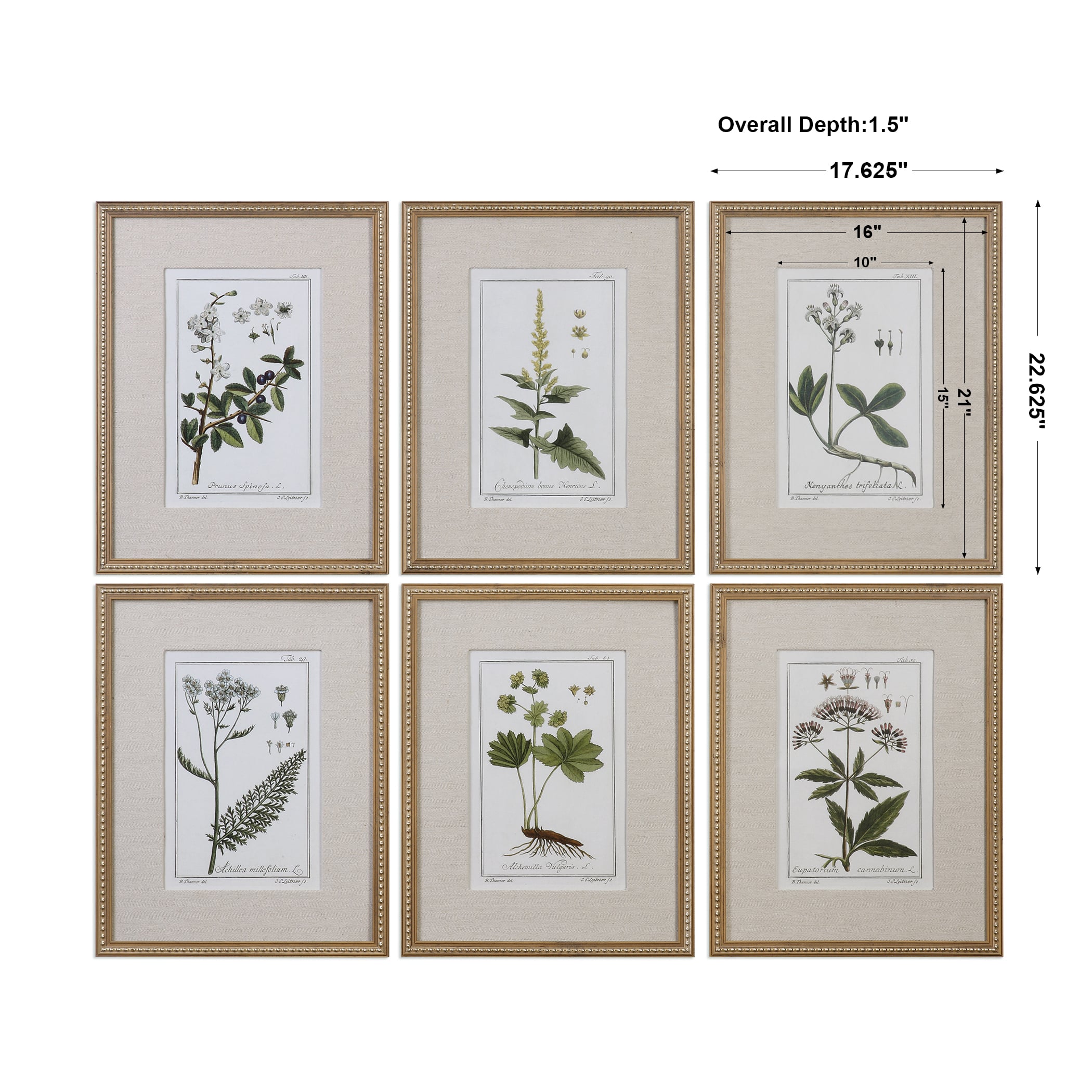 Green Floral Botanical Study (Set of 6)