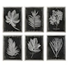 Uttermost Framed Prints Foliage Framed Prints, Set of 6