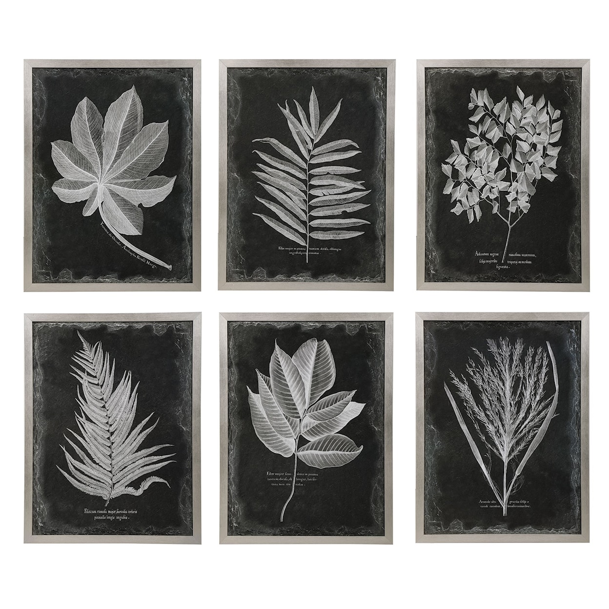 Uttermost Framed Prints Foliage Framed Prints, Set of 6