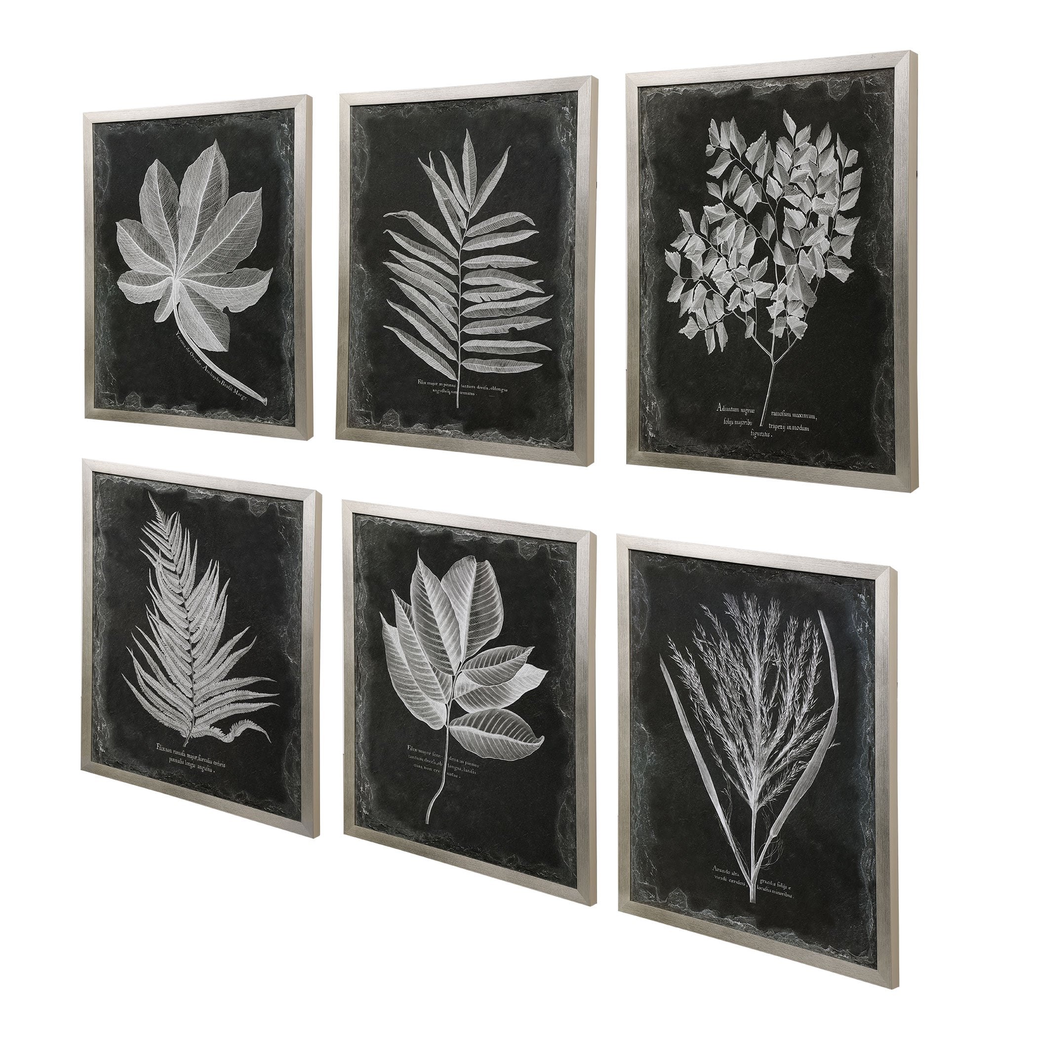 Foliage Framed Prints, Set of 6