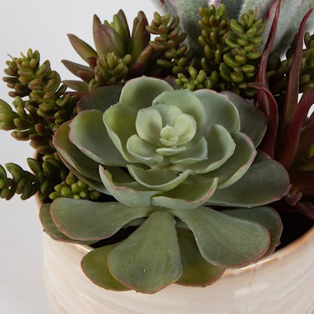 Mesa Succulent Accent