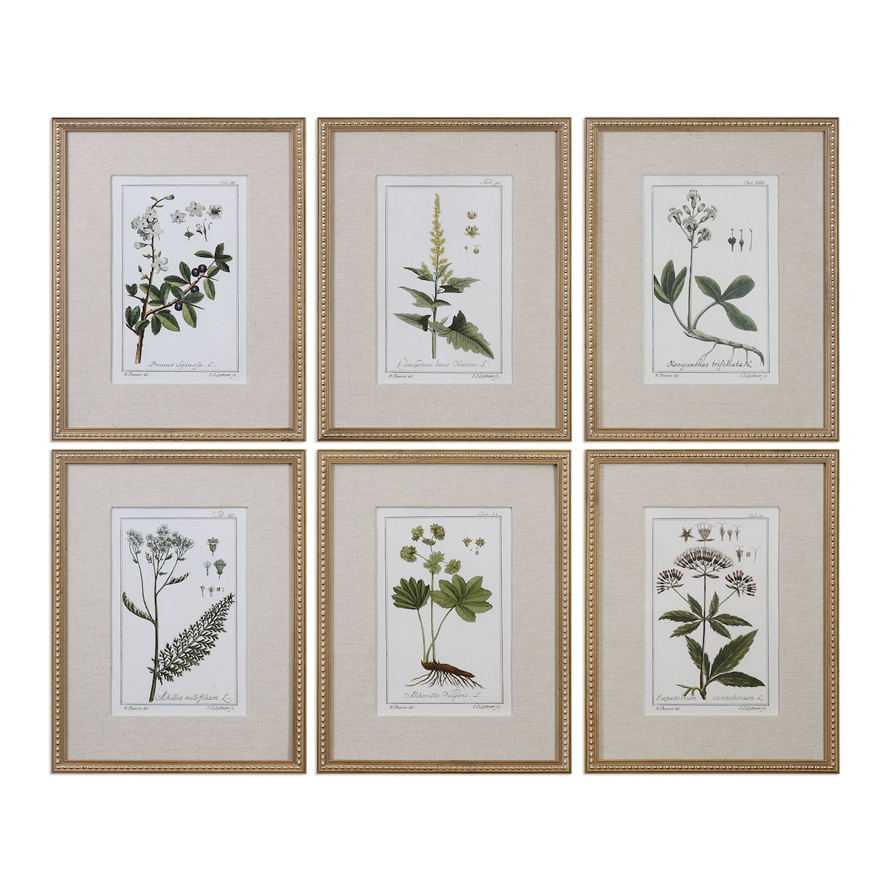 Uttermost Framed Prints Green Floral Botanical Study (Set of 6)