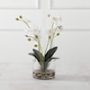 Uttermost Glory Glory Orchid