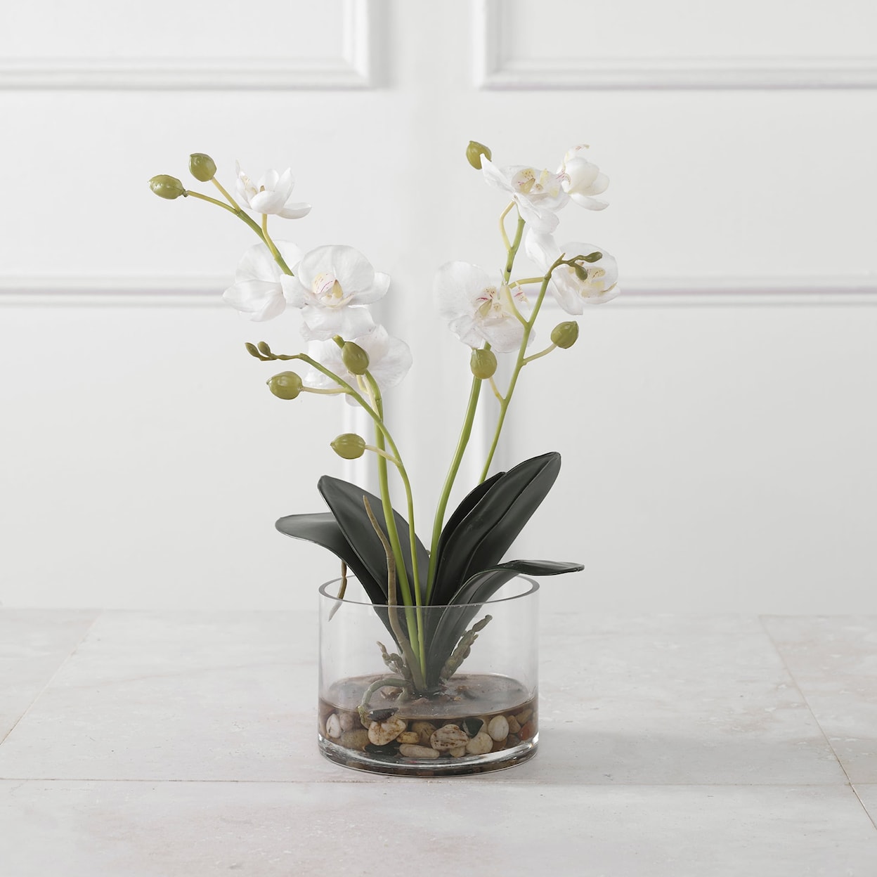 Uttermost Glory Glory Orchid