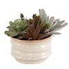 Uttermost Mesa Succulent Mesa Succulent Accent