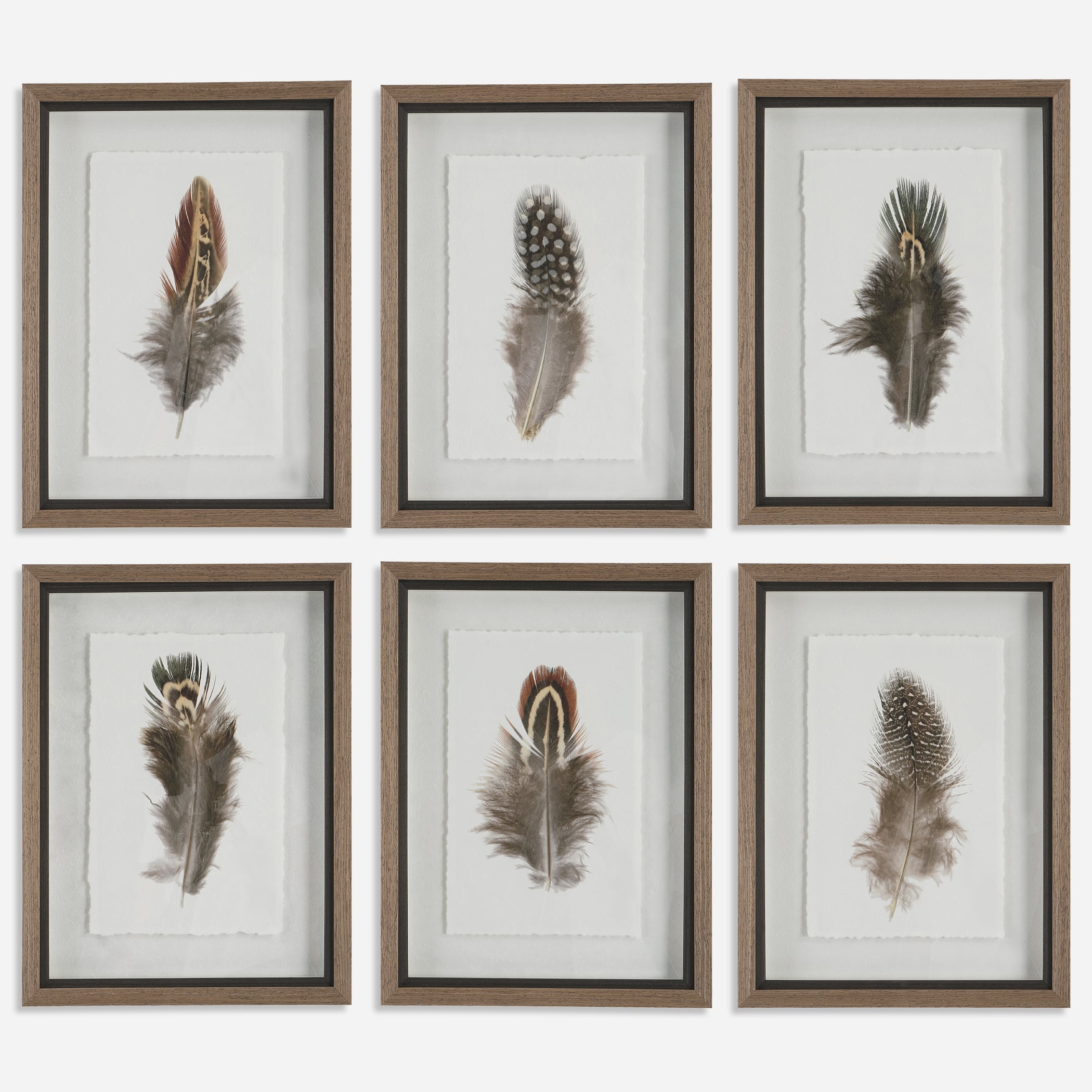 Birds Of A Feather Framed Prints S/6