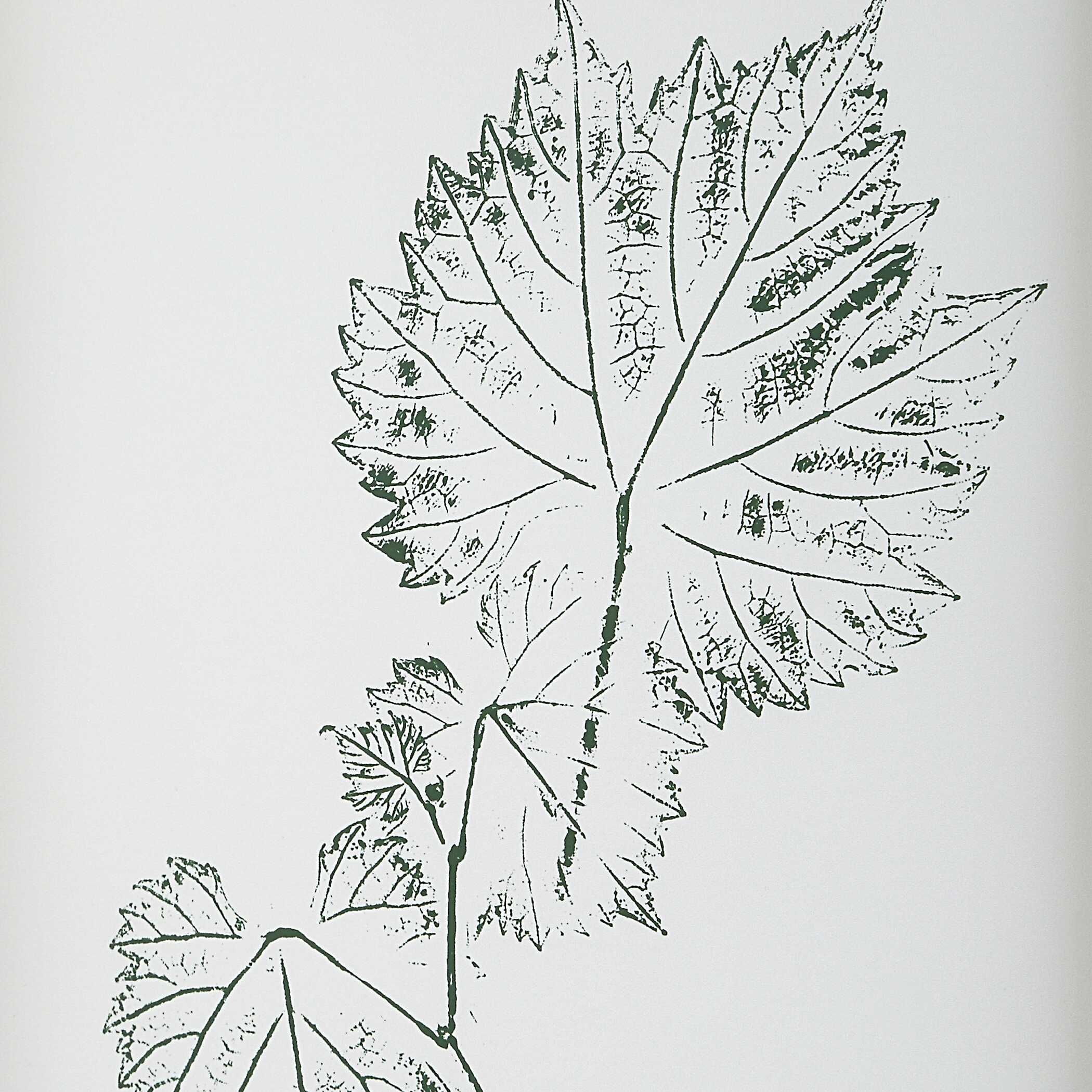 Nature's Script Framed Botanical Prints