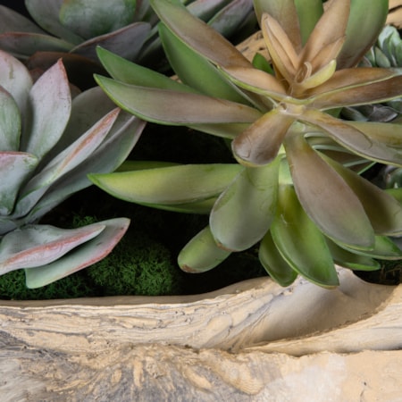 Seaside Breeze Succulents