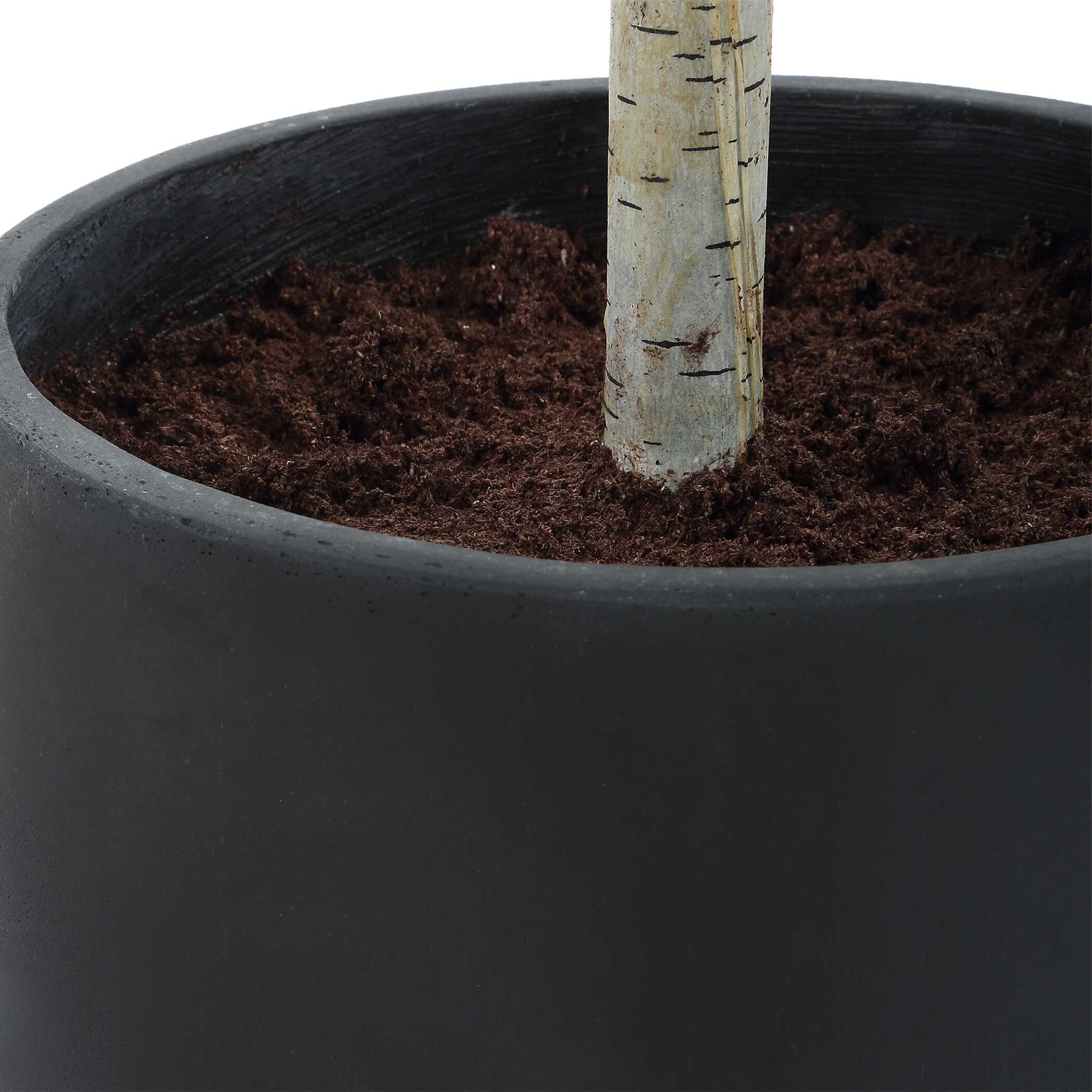 Uttermost Boreal Boreal Potted Birch Tree