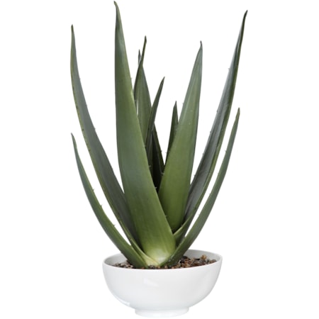 Evarado Aloe Planter