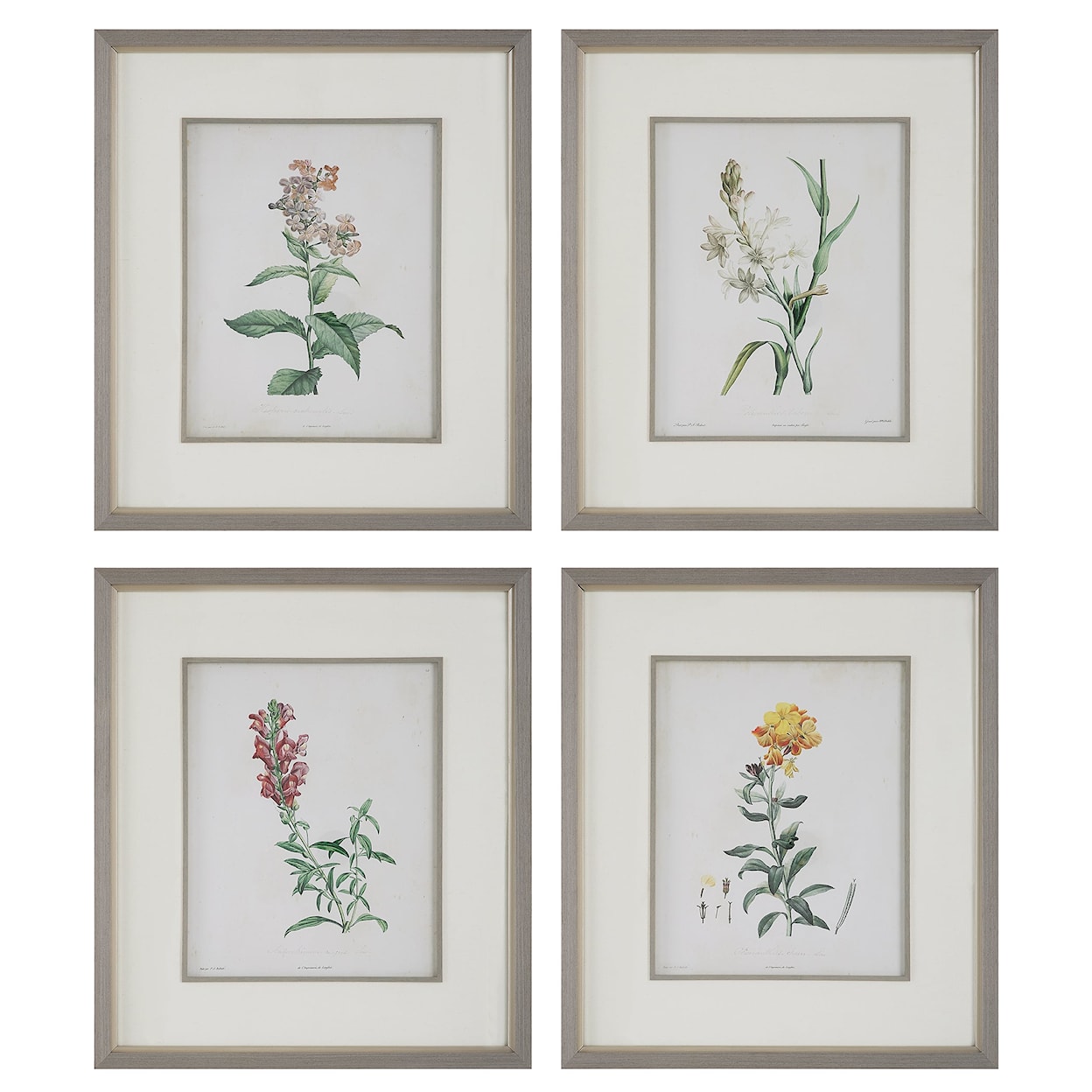 Uttermost Heirloom Blooms Heirloom Blooms Study Framed Prints Set/4