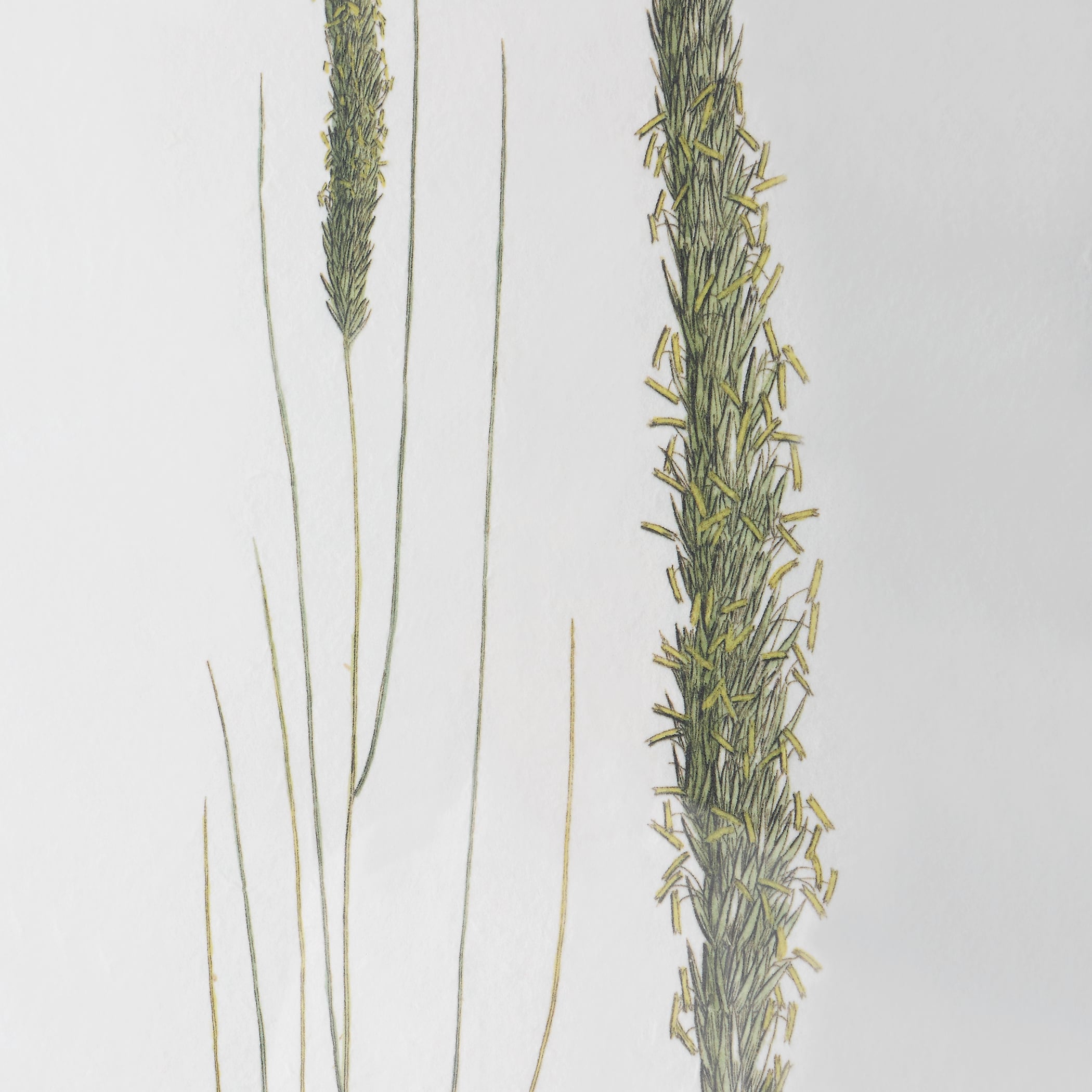 Uttermost Forest Finds Forest Finds Framed Prints