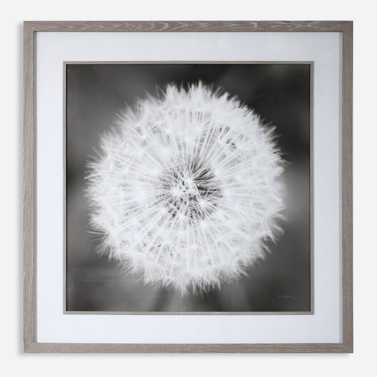 Uttermost Framed Prints Dandelion Seedhead Framed Print