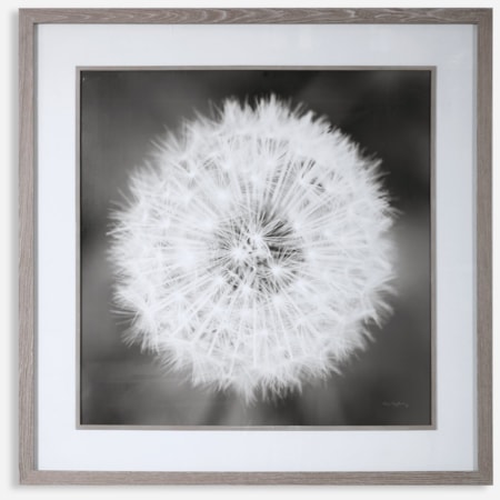 Dandelion Seedhead Framed Print