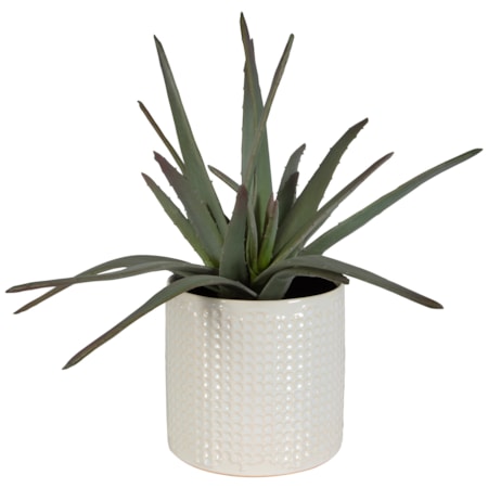 Taos Aloe Centerpiece