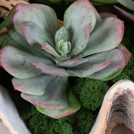 Seaside Breeze Succulents