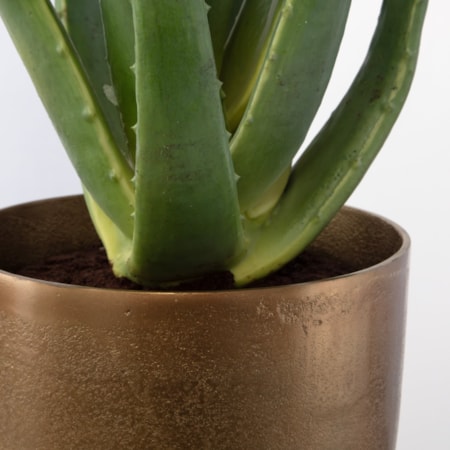 Arabia Aloe Planter