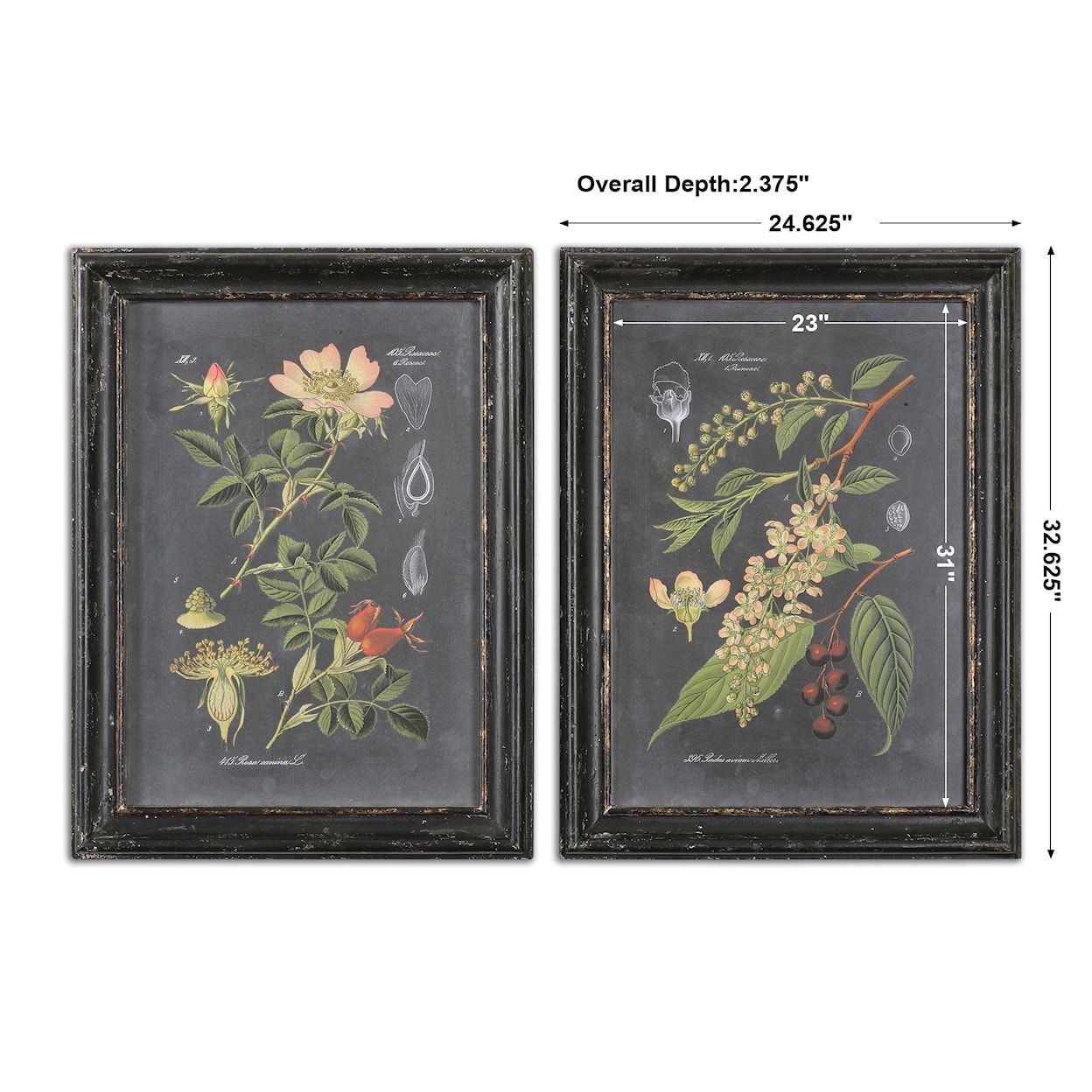 Uttermost Framed Prints Midnight Botanicals Framed Prints, Set of 2