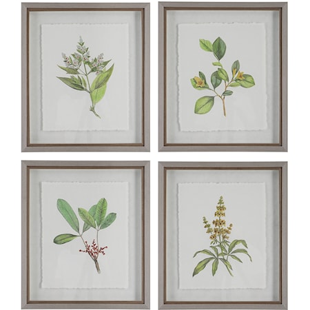 Wildflower Study Framed Prints S/4