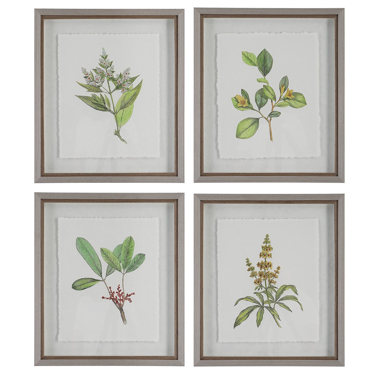 Uttermost Wildflower Study Wildflower Study Framed Prints S/4