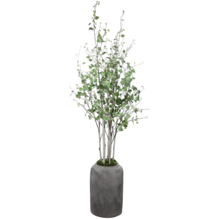 Aldis Potted River Birch